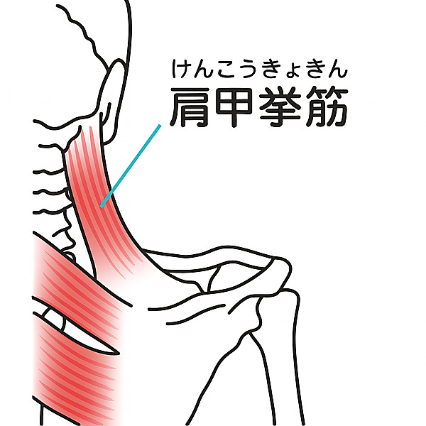 肩甲挙筋 ストレッチ